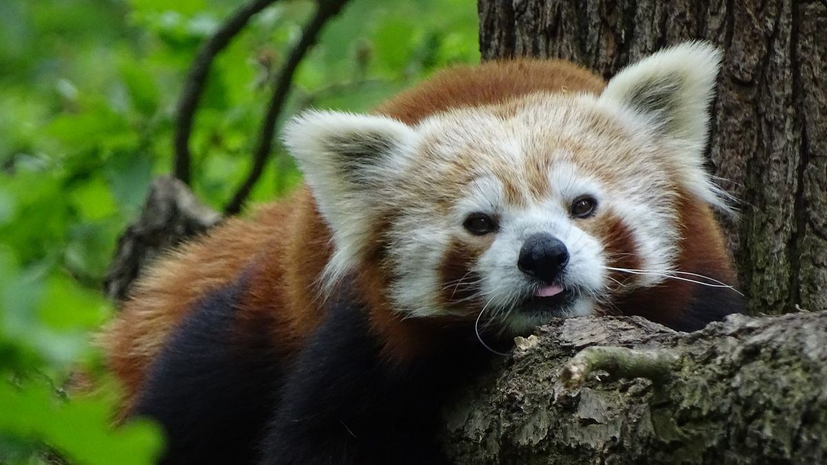 Zoo Ostrava opustí mládě pandy, chovatelé věří v další přírůstek